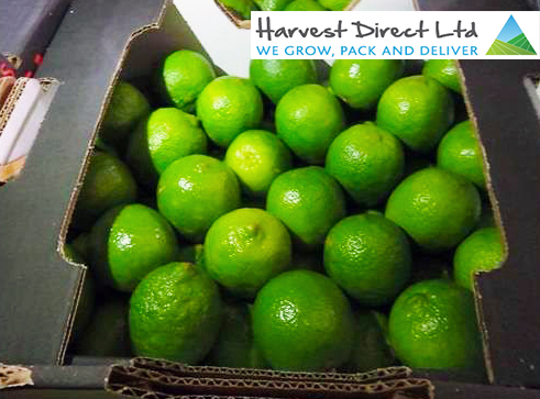 limes-Brazilian-and-Logo